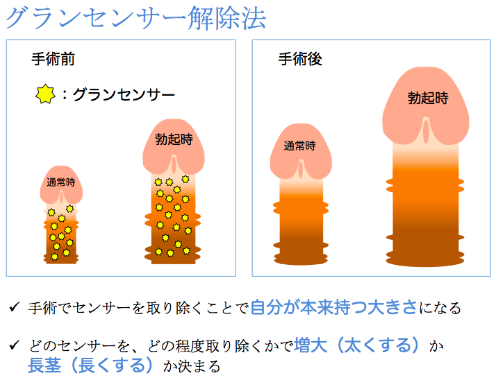 男性のペニスの平均サイズは何センチ？小さいデメリットや改善方法を解説 | ザヘルプM