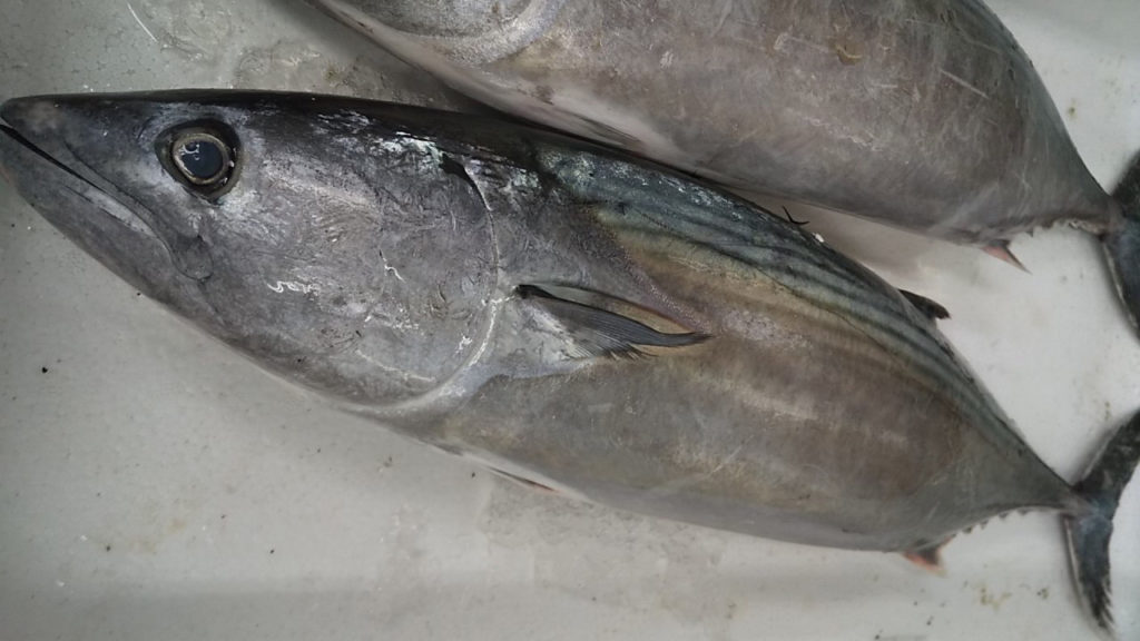 地球にやさしい食材！SDGs課題にも貢献する「カツオ」の魅力とは？ヤマキ かつお節プラス®鰹節屋・だし屋、ヤマキ