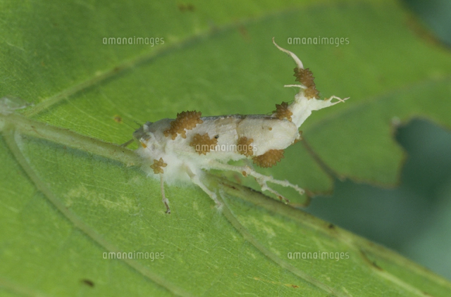 セミ人間 ver.冬虫夏草