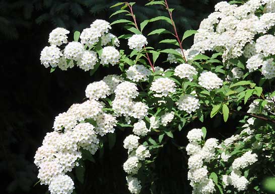 秋に咲いた「コデマリ」の花 - らいちゃんの家庭菜園日記