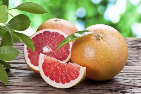 グレープフルーツの木新潟市医師会