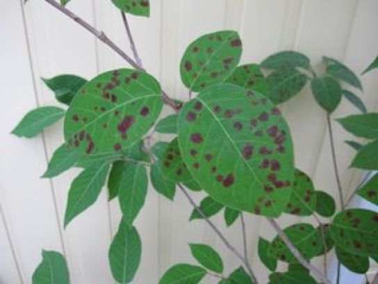 ミニトマト葉の茶色い斑点 トマト斑点病 の原因と対処法家庭菜園インフォパーク