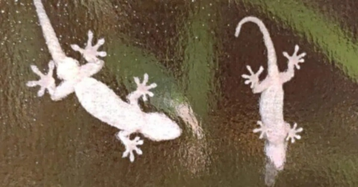 ヤモリとニンゲンのビミョーな距離感 : やもりんいもりん