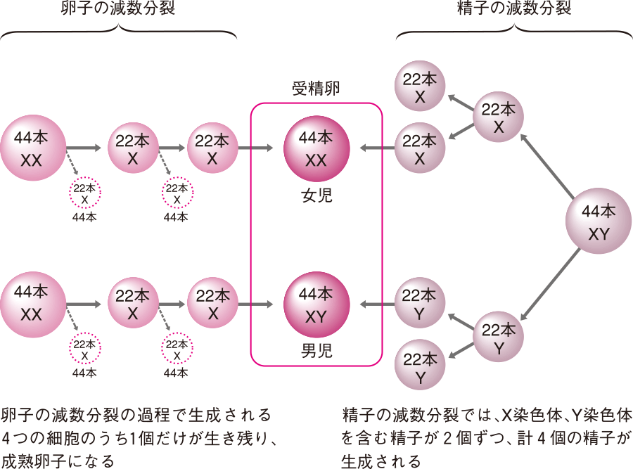 染色体のはなし』 理科好き子供の広場