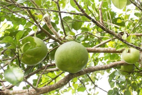 グレープフルーツの木に実がならない？7つの原因と対策