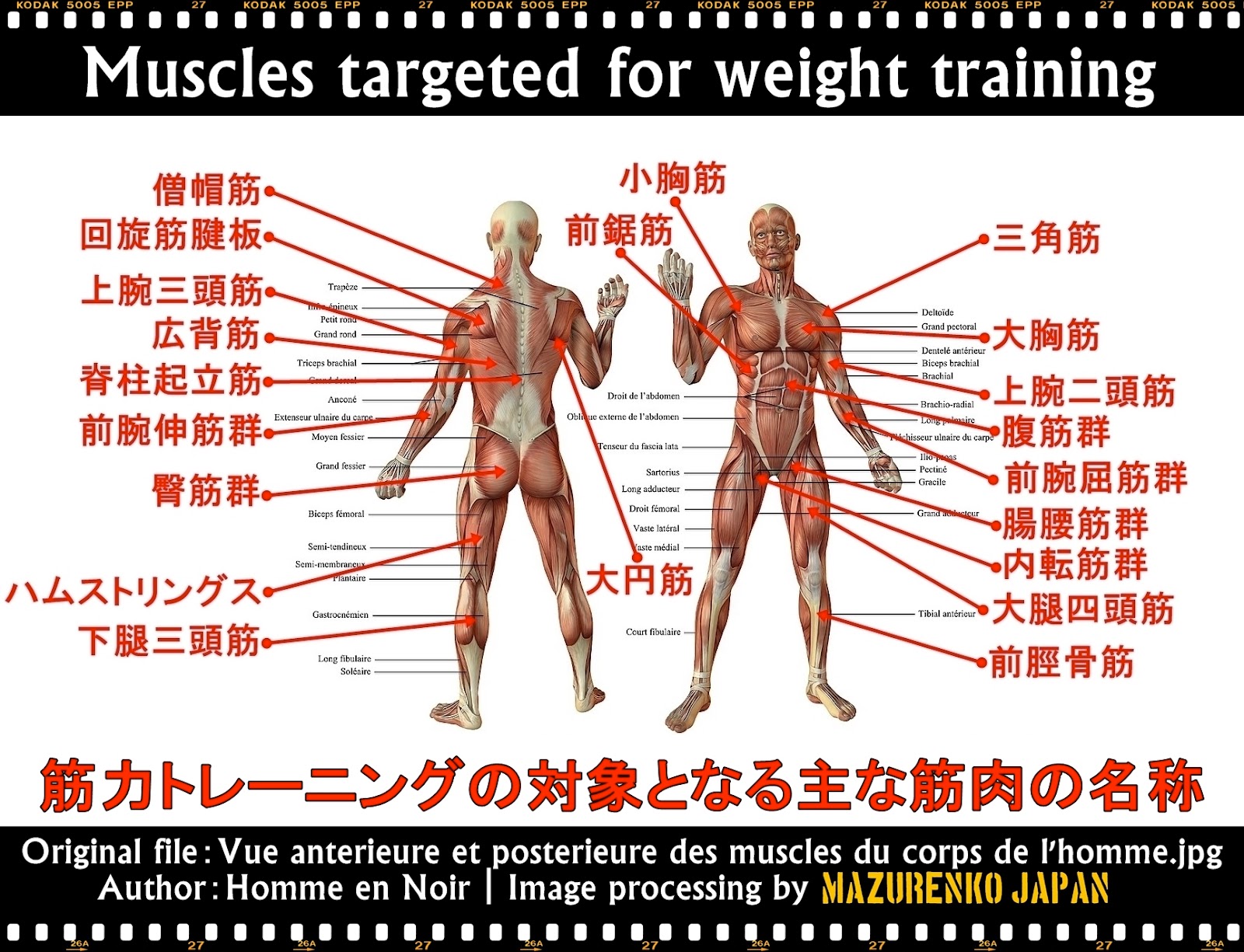 首 筋肉」の画像検索結果