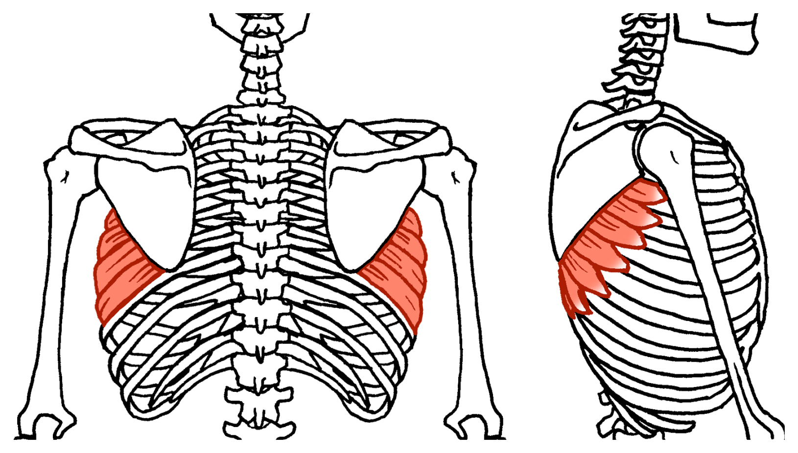 肩甲骨 イラスト素材6655474- フォトライブラリ