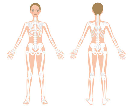 27 件の「骨 解剖学」のアイデアを今すぐ保存フリー素材 イラスト、無料 イラスト、解剖学 など