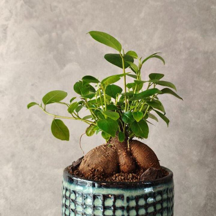 ガジュマルの風水効果がすごい！金運・健康運アップする置き場所と方角を徹底解説