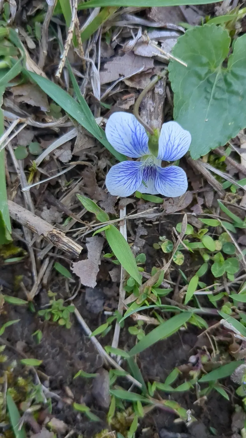 小さな幸せ”が花言葉♡スミレがテーマのスイーツで可憐で可愛いおもてなし♡marry マリー