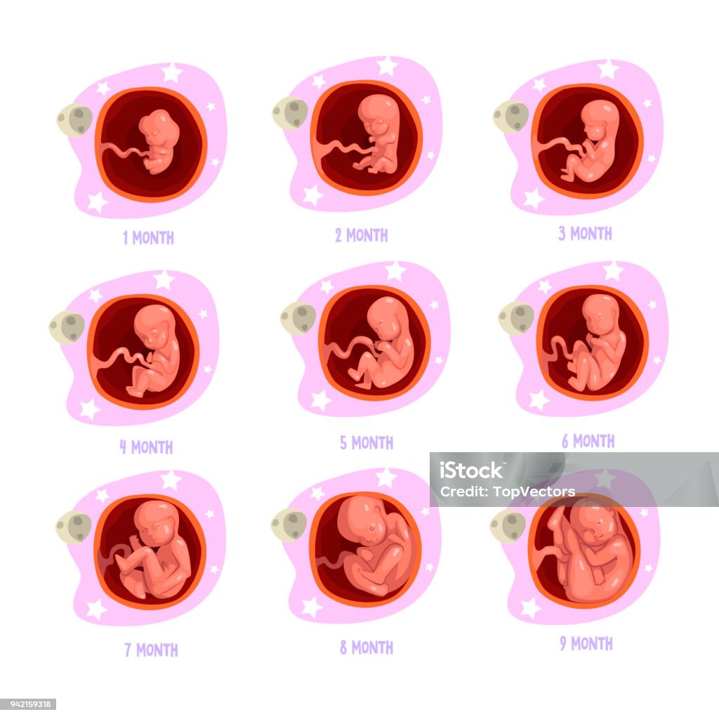 Amazon.co.jp: 胎児発育モデル - 10ヶ月の胎児妊娠モデル - 胎児の成長および発達プロセスモデル 科学教育用の胚発育モデル :産業・研究開発用品