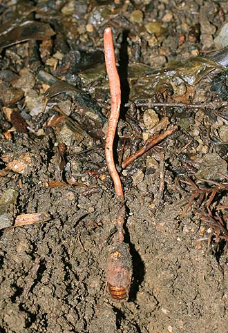 川上で「ヤンマタケ」 - 寄生キノコ「冬虫夏草」トンボに宿る 県内での報告 珍しく奈良新聞デジタル