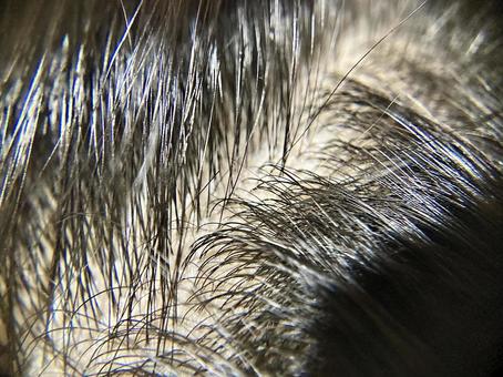 サイエンスなび ミクロの世界 髪の毛の観察