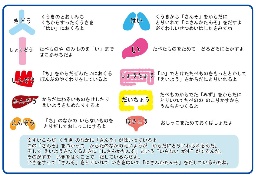 モンテッソーリ 食育♪人体模型 人体パズル が作れる無料イラスト素材☆パネルシアターにも☆内臓・体の中の仕組みが簡単にわかるよ♪保育園・幼稚園・おうちモンテ- 保育でラララ♪