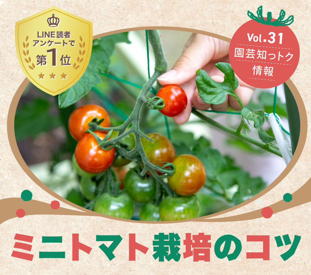 本日は、ミニトマトの育て方POINTをご紹介します HYPONeX JAPANのYouTubeチャンネルはご存じですか？⭐毎週、オリジナル動画を更新❗豊富なコンテンツをご用意しています。 プロフィールのURLから、是非ご覧くださいミニトマトハイポネックス