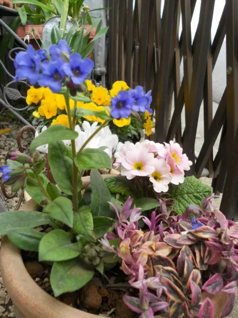 プルモナリア 新・花と緑の詳しい図鑑