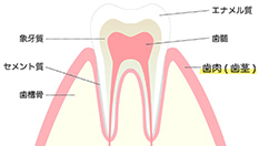 エブリデント 指サックｄｅ歯みがきプラス３５枚: ヘルス・ビューティーイトーヨーカドーネット通販