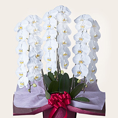 開業・開店・開院祝いのお礼状 文例やお返しのマナーをわかりやすく解説