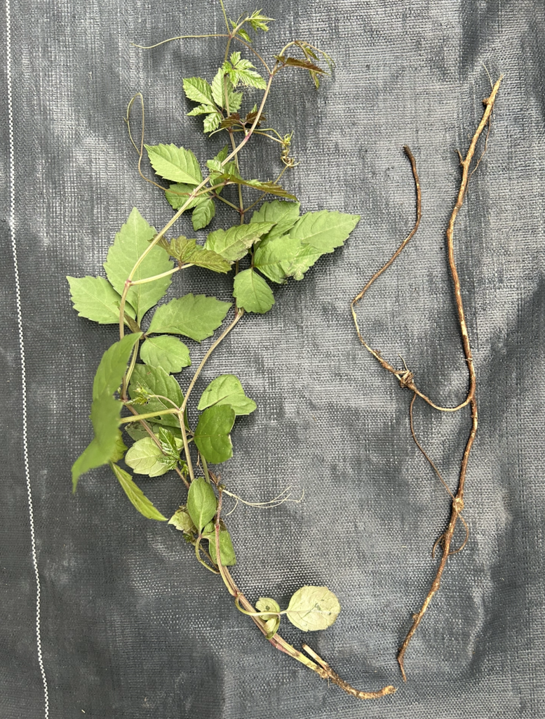 楽天市場 除草剤 4L 速効 強力 液体 アイリスオーヤマ 非農耕地用 根枯らし 雑草対策 ガーデニング 園芸用品 庭 手入れ 雑草 根ストレートタイプ シャワー 速効除草剤 WSJ-4L * : 便利生活 マイルーム