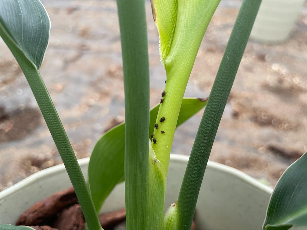 多肉植物の病気対策殺菌剤を使ってみる – ゆるぷ