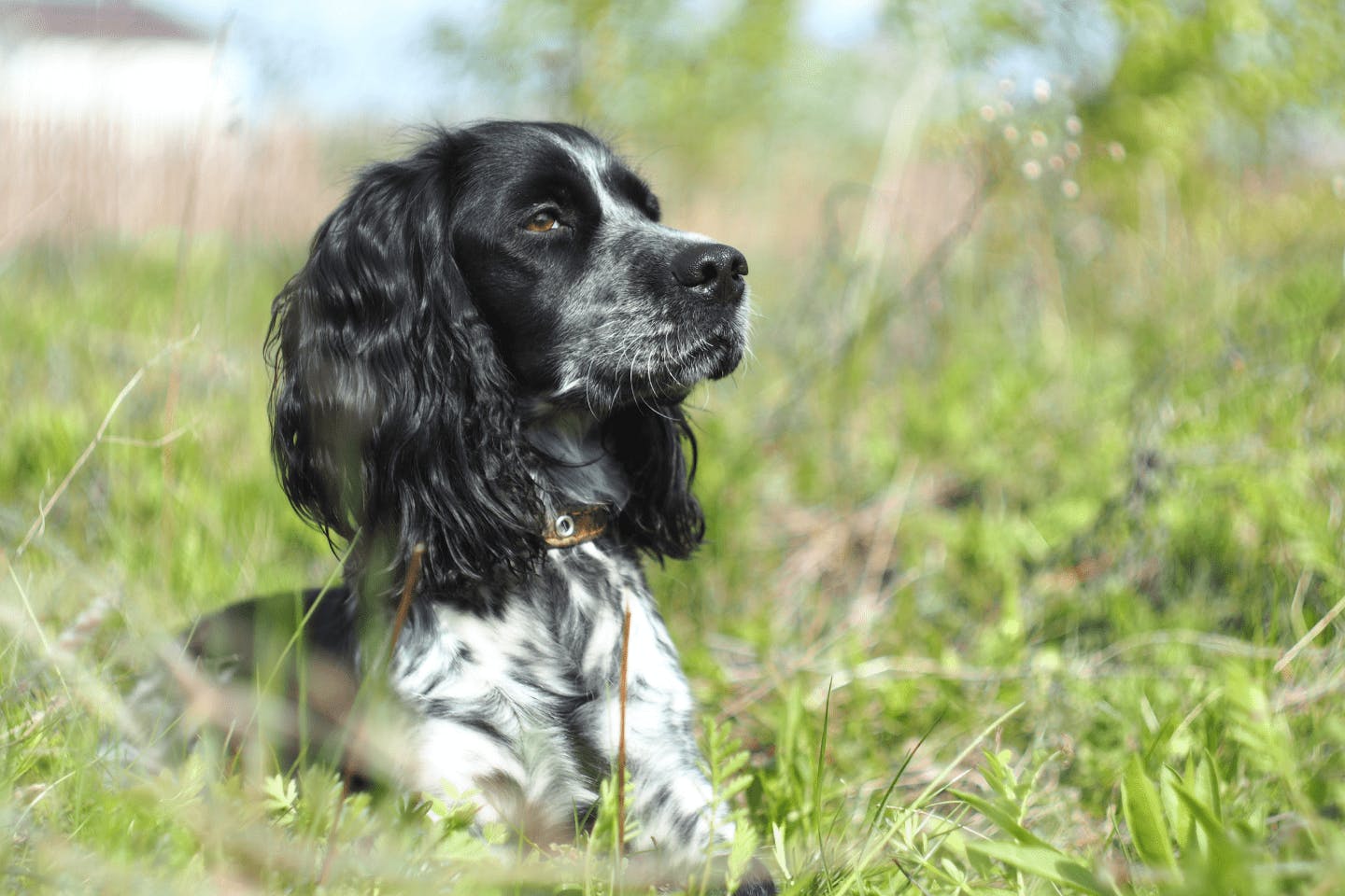イングリッシュ・スプリンガー・スパニエルみんなのどうぶつ病気大百科