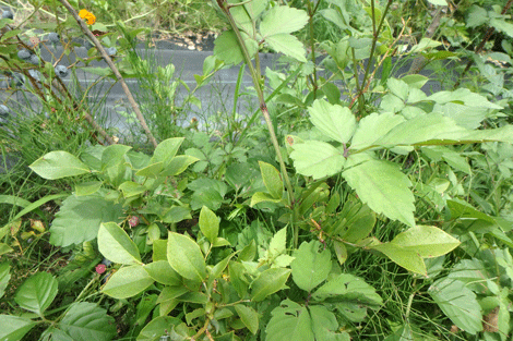 ヤブガラシ・駆除対象植物の写真素材221413068- イメージマート
