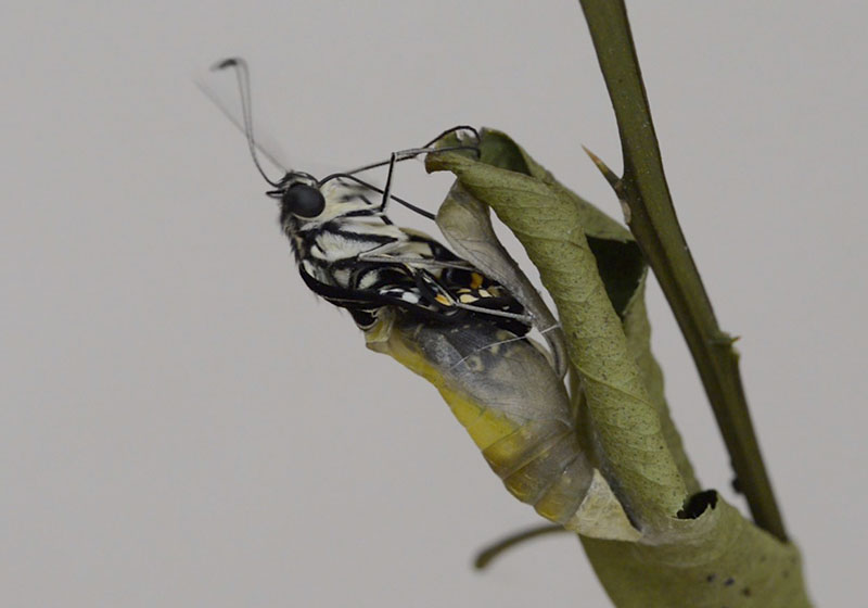 アオムシがサナギになる前兆・サインは？アオムシを育てて、アゲハチョウになった