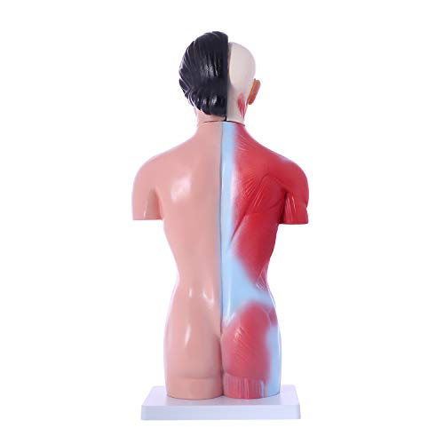 人体模型 内臓模型 女性or男性 JK-4325Y JK-4332Y : 株式会社ダイセイ - 通販 - Yahoo!ショッピング 人体模型 85cm17パーツ 人体胴体 等身大 人体解剖学モデル 筋肉、臓器、骨格 内臓 解剖学学習 取り外し可能 科学用品 研究室用品 人体解剖模型 学校 医療解剖学