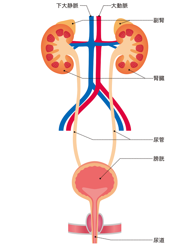 ご存じですか？口腔細菌と全身疾患との関係国立長寿医療研究センタ