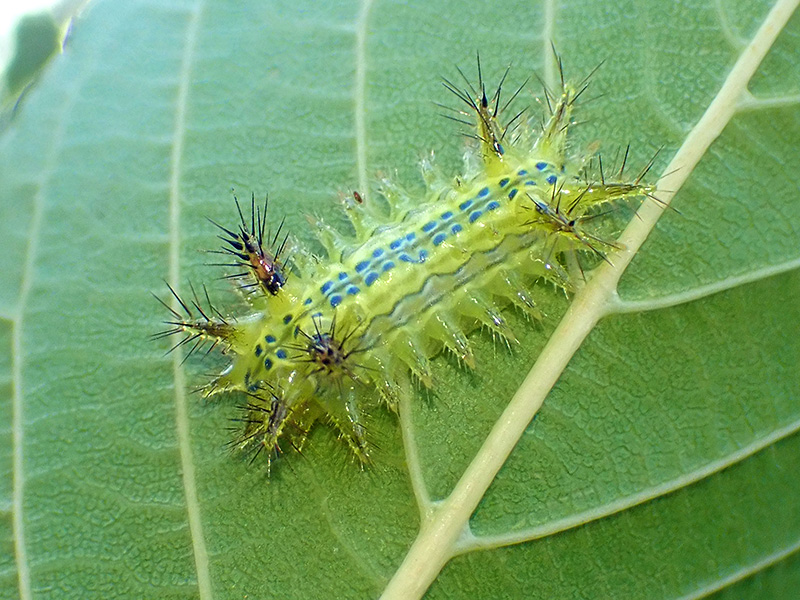 日本の危険な虫ランキング！毒を持つ虫、人を刺す虫 対処法も解説もりみらい いきものゲームズ