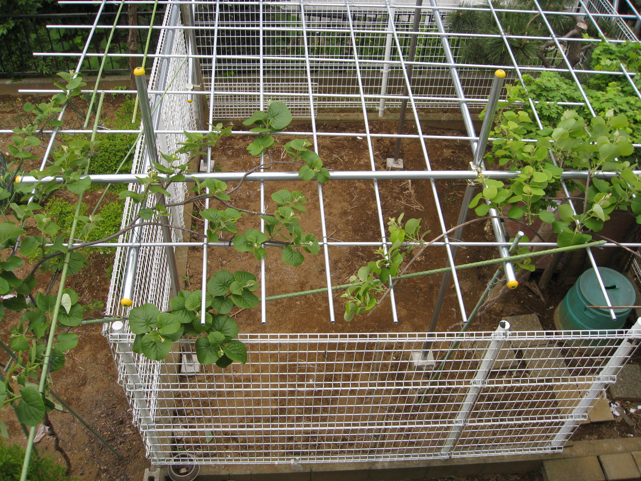 キウイ棚の設計 : ケロのブルーベリー園 in 熊本