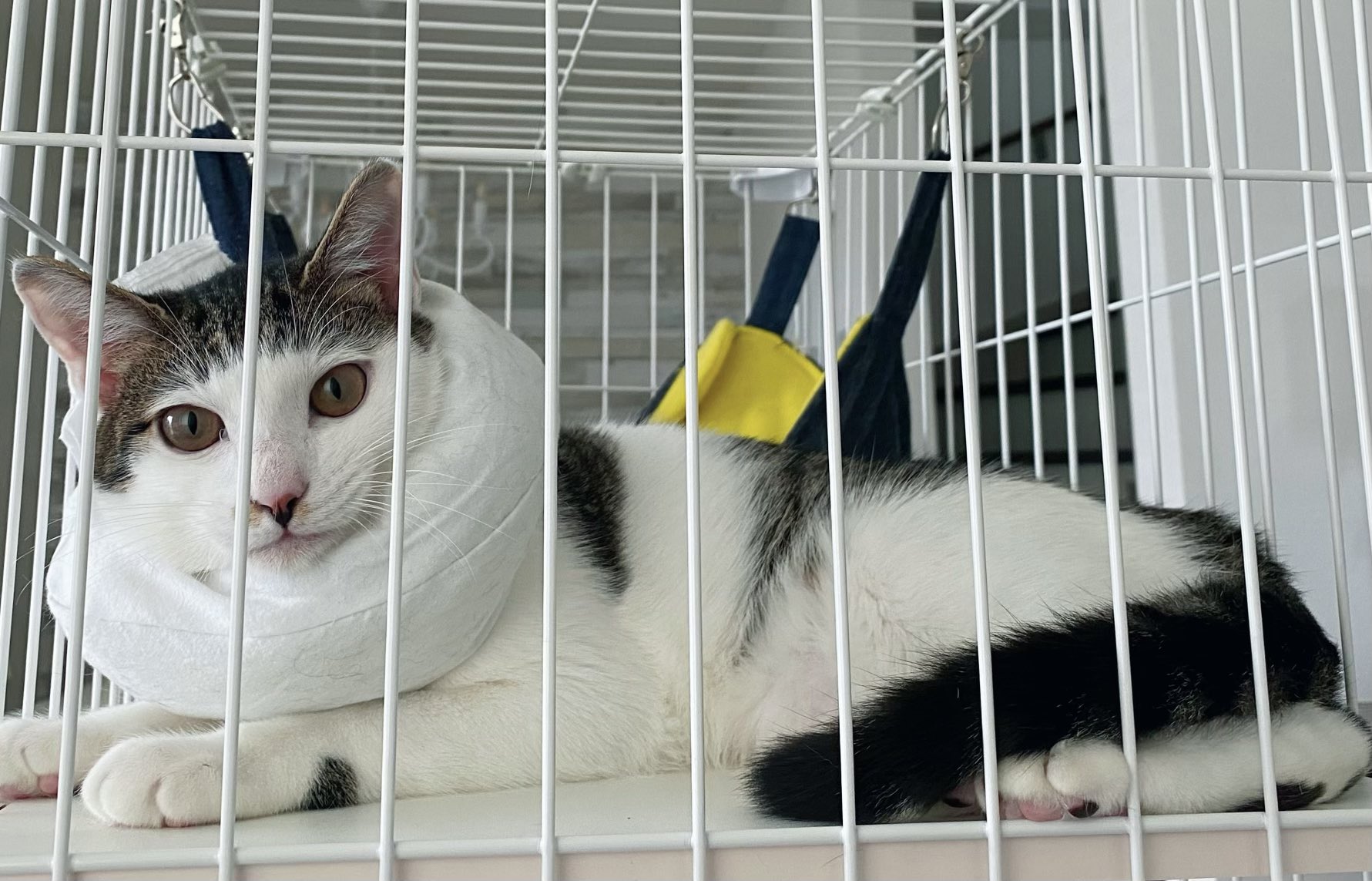 保護された子猫さんが手作りのエリザベスカラーを装着したご様子がたまらなくかわいい「信頼してるのがわかる」 - Togetter