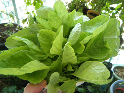 ヒユナの上手な育て方 種まきから収穫まで完全解説 ヒユナ栽培のコツとポイントが分かる