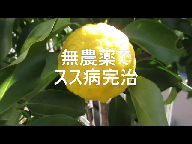 すす病の原因や特徴は？すす病になった時の対処法や予防法はどうすればよい？LOVEGREEN ラブグリーン