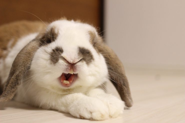 愛猫が本噛みして痛い！猫が本気で噛む理由と解決法 - イオンのペット葬「ペットライフ知恵袋」