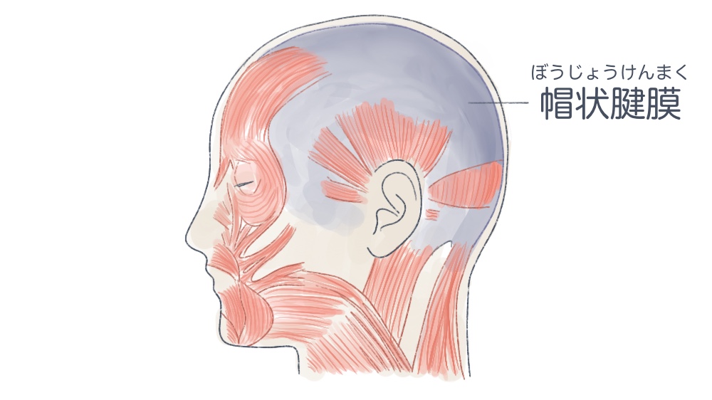 540点を超える後頭前頭筋のストックフォト、写真、そしてロイヤリティフリーの画像 - iStock