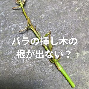 水栽培でふやすバラの挿し木 成功率を上げる方法とは？農家web