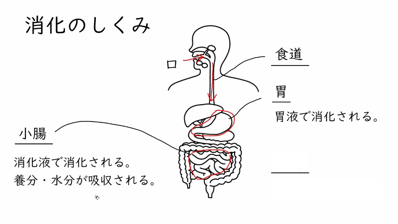 消化・吸収の基本！食べ物の旅☆横浜上大岡 整体 筋膜 ハーブボール SORA