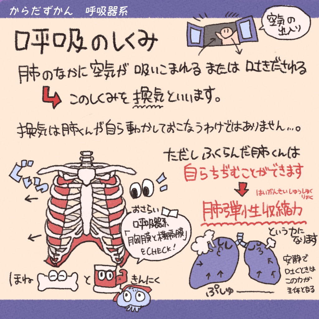小6・中学受験理科 人の呼吸と動物の呼吸。体のつくりとはたらき - ノビコト