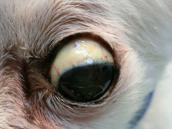 黄疸患者の黄ばんだ目と黄色い肌の接写。重症型の肝炎。医療コンセプト。の写真素材・画像素材 Image 196738229