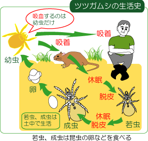 つつが虫病患者の刺し口と発疹の写真図3広島県