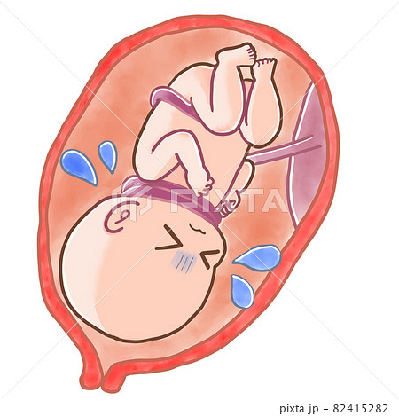 Embryonic development-46 20049002281 の写真・イラスト素材アマナイメージズ