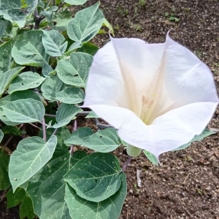 チョウセンアサガオ属 - Wikipedia