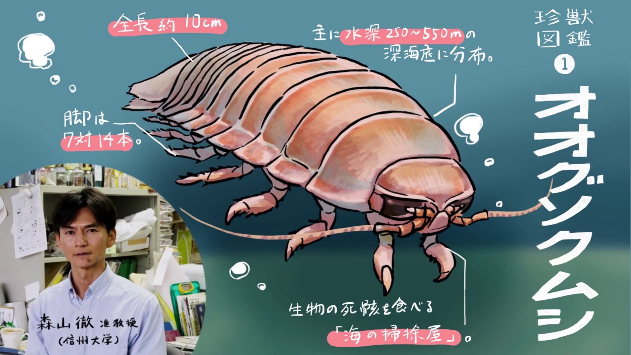 靴のクッションに関する誤解：クッション性の高い靴では関節や組織への衝撃力が増加する湯浅慶朗 公式 足指研究所