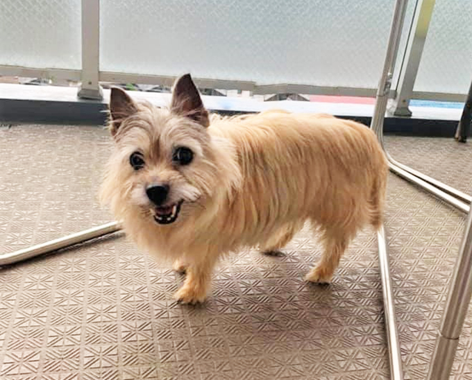 老犬と幸せに暮らす。介護が必要になったとき家族ができることとは？ 獣医師監修- ピースワンコ・ジャパン