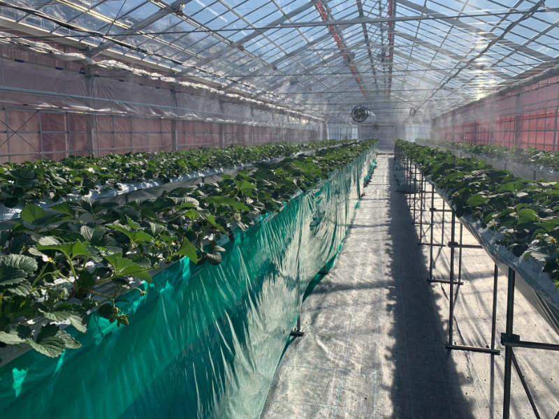 いちごハウスの電照やすぎの縁結びいちご 高見いちご縁島根県安来市