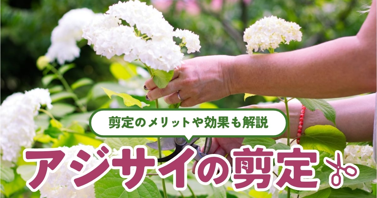失敗しないアジサイ 紫陽花 の育て方肥料と剪定のコツ – 自然暮らし