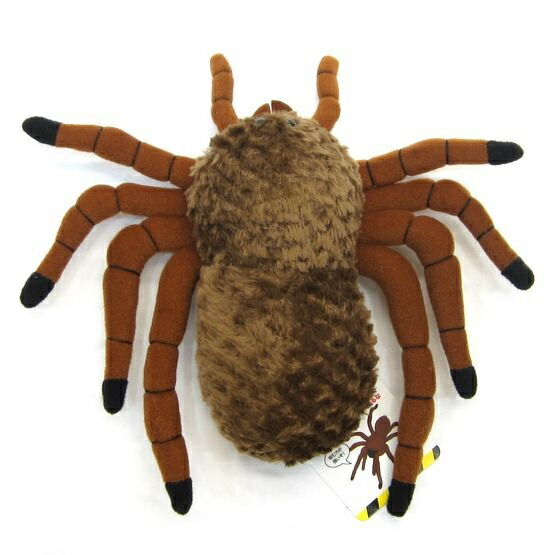 夢占い 蜘蛛の夢の意味とは？ 色・特徴・シーン別の暗示20選「マイナビウーマン」