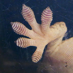 ネイチャー・テクノロジーとは自然に学ぶものづくり時事オピニオン情報・知識＆オピニオン imidas - イミダス