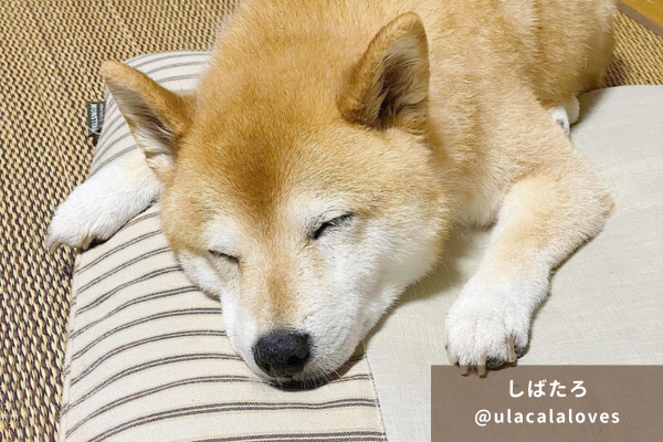 専門家解説 老犬の息が荒いのは異常？その見分け方と疑うべき病気 - COCOペットジャーナル